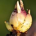 Lilium henrici seedling bulb, Pontus Wallstén