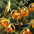 Lilium humboldtii, Nhu Nguyen