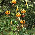 Lilium humboldtii, UC Botanical Garden, Nhu Nguyen