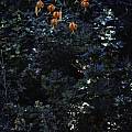 Lilium humboldtii, Ron Parsons