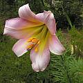 Lilium grown from seed furnished by Sir Peter Smithers labeled Pink Trumpet, Mary Sue Ittner