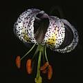 Lilium kelloggii, Ron Parsons