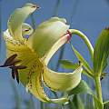 Lilium kesselringianum, Felix Riegel, iNaturalist, CC BY-NC
