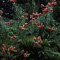 Lilium lancifolium, Ron Parsons