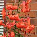 Lilium lancifolium, David Pilling [Shift+click to enlarge, Click to go to wiki entry]
