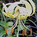 Lilium lancifolium v. flaviflorum, Darm Crook