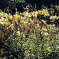 Lilium lancifolium flaviflorum, Göte Svanholm