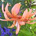 Lilium lancifolium 'Flore Pleno', Darm Crook