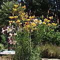Lilium leichtlinii, UC Botanical Garden, Nhu Nguyen