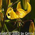 Lilium leichtlinii, Gerry Danen [Shift+click to enlarge, Click to go to wiki entry]