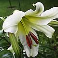 Lilium leucanthum var. centifolium, Arnold Trachtenberg [Shift+click to enlarge, Click to go to wiki entry]