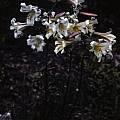 Lilium leucanthum, Ron Parsons