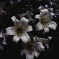 Lilium leucanthum, Ron Parsons