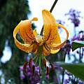 Lilium lijiangense, John Lykkegaard Johansen [Shift+click to enlarge, Click to go to wiki entry]