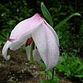 Lilium mackliniae, Diane Whitehead [Shift+click to enlarge, Click to go to wiki entry]