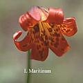 Lilium maritimum, Ron Moodycliffe