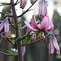 Lilium martagon v. roseum, Darm Crook