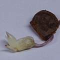 Lilium martagon seed, David Pilling