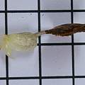 Lilium martagon seed, David Pilling