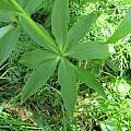 Lilium medeoloides, belvedere04, iNaturalist, CC BY-NC