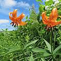 Lilium medeoloides, belvedere04, iNaturalist, CC BY-NC [Shift+click to enlarge, Click to go to wiki entry]