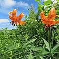 Lilium medeoloides, belvedere04, iNaturalist, CC BY-NC [Shift+click to enlarge, Click to go to wiki entry]