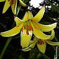 Lilium monadelphum, Arnold Trachtenberg [Shift+click to enlarge, Click to go to wiki entry]
