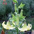 Lilium monadelphum, Darm Crook