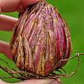 Lilium monadelphum bulb, Pontus Wallstén [Shift+click to enlarge, Click to go to wiki entry]