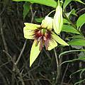 Lilium nepalense, David Victor