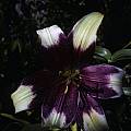 Lilium nepalense, David Victor