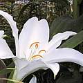Lilium nobilissimum, Jaap van Tuyl, Wikimedia Commons, CC