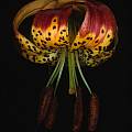 Lilium pardalinum, Ron Parsons