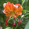 Lilium pardalinum ssp. vollmeri, John Lonsdale [Shift+click to enlarge, Click to go to wiki entry]