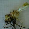 Lilium pardalinum subsp. pardalinum bulb, grid 1×1 cm, Janos Agoston