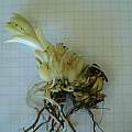 Lilium pardalinum subsp. pardalinum bulb, grid 1×1 cm, Janos Agoston