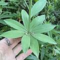 Lilium parvum, Damon Tighe, iNaturalist, CC BY-NC
