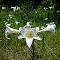 Lilium philippinense