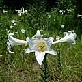 Lilium philippinense, Eric Keith, iNaturalist, CC BY-NC [Shift+click to enlarge, Click to go to wiki entry]