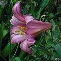 Lilium &#039;Pink Perfection&#039;, Janos Agoston [Shift+click to enlarge, Click to go to wiki entry]