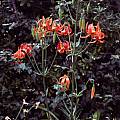 Lilium pardalinum ssp. pitkinense, Ron Parsons