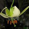 Lilium poilanei, Dylan Hannon [Shift+click to enlarge, Click to go to wiki entry]
