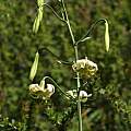 Lilium polyphyllum, Mana Chandhok