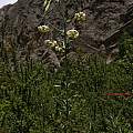 Lilium polyphyllum, Mana Chandhok