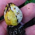 Lilium pomponium bulb, Pontus Wallstén