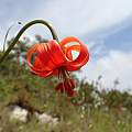 Lilium pomponium, Guillaume Papuga, iNaturalist, CC-BY-NC [Shift+click to enlarge, Click to go to wiki entry]