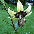 Lilium primulinum, John Lykkegaard Johansen [Shift+click to enlarge, Click to go to wiki entry]