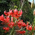 Lilium pumilum, Bob Rutemoeller [Shift+click to enlarge, Click to go to wiki entry]