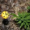 Lilium ponticum, syn. Lilium pyrenaicum ssp. ponticum, Darm Crook