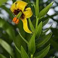 Lilium ponticum, syn. Lilium pyrenaicum ssp. ponticum, Darm Crook [Shift+click to enlarge, Click to go to wiki entry]